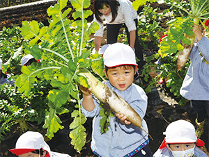 野菜の収穫