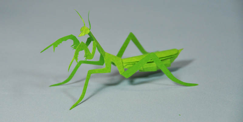 カマキリ 三鷹若葉幼稚園